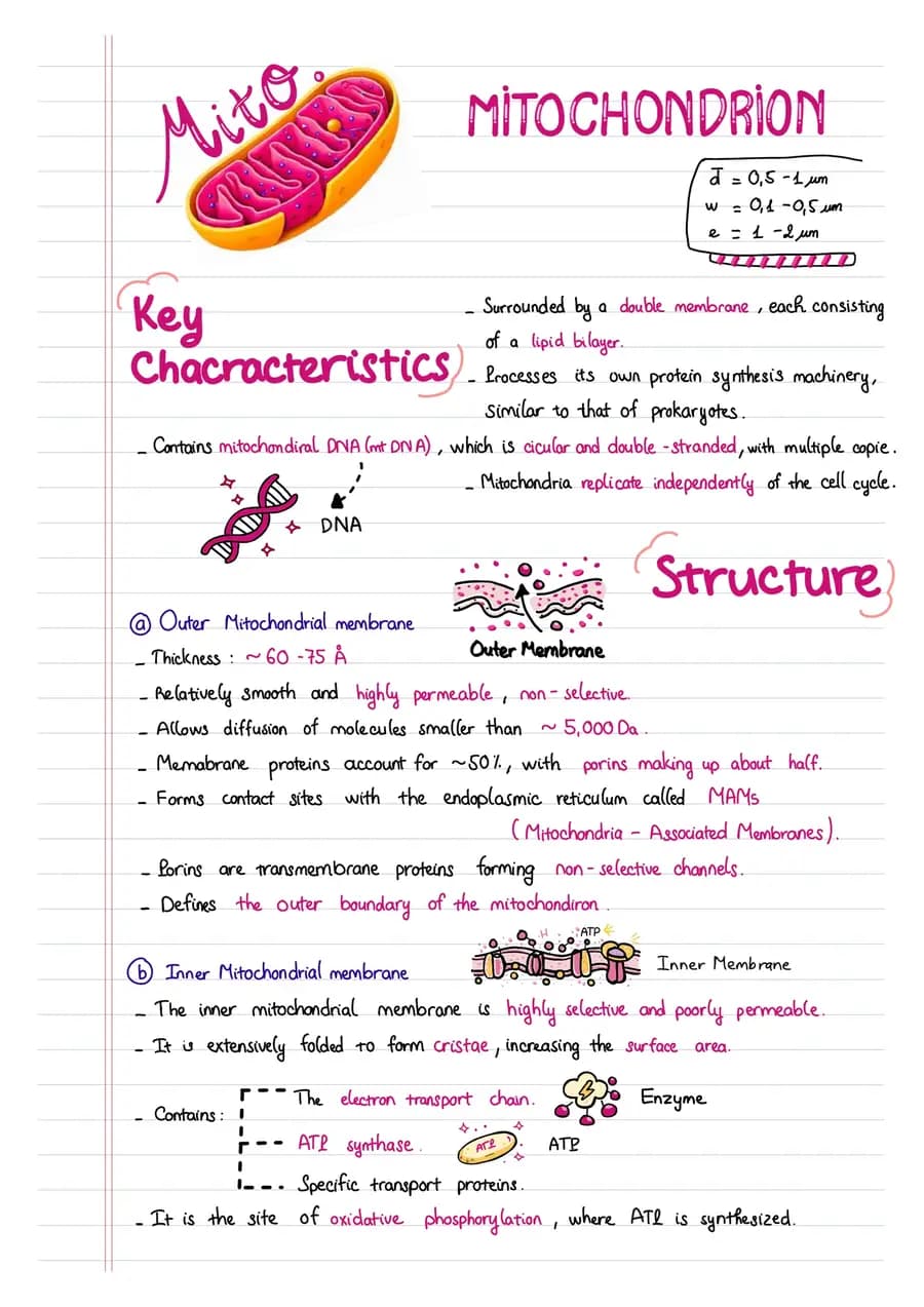 Mitochondria — a handwritten biology note made in CollaNote